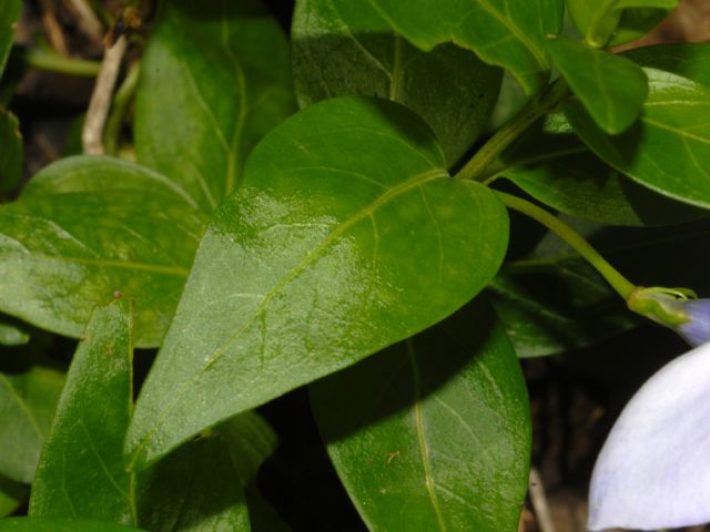 Vinca minor / Pervinca minore